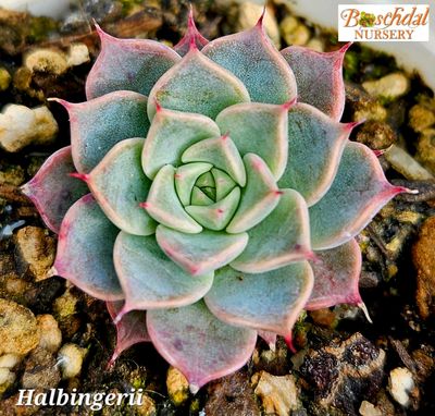 Echeveria Halbingerii