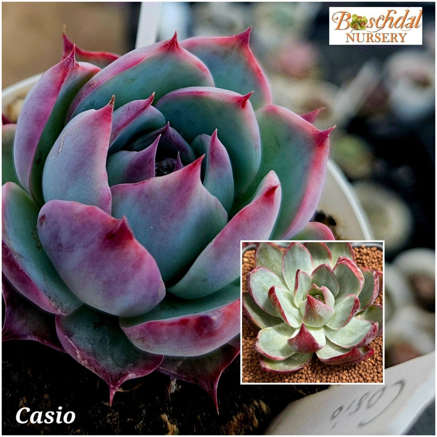 Echeveria Casio Echeveria Casio