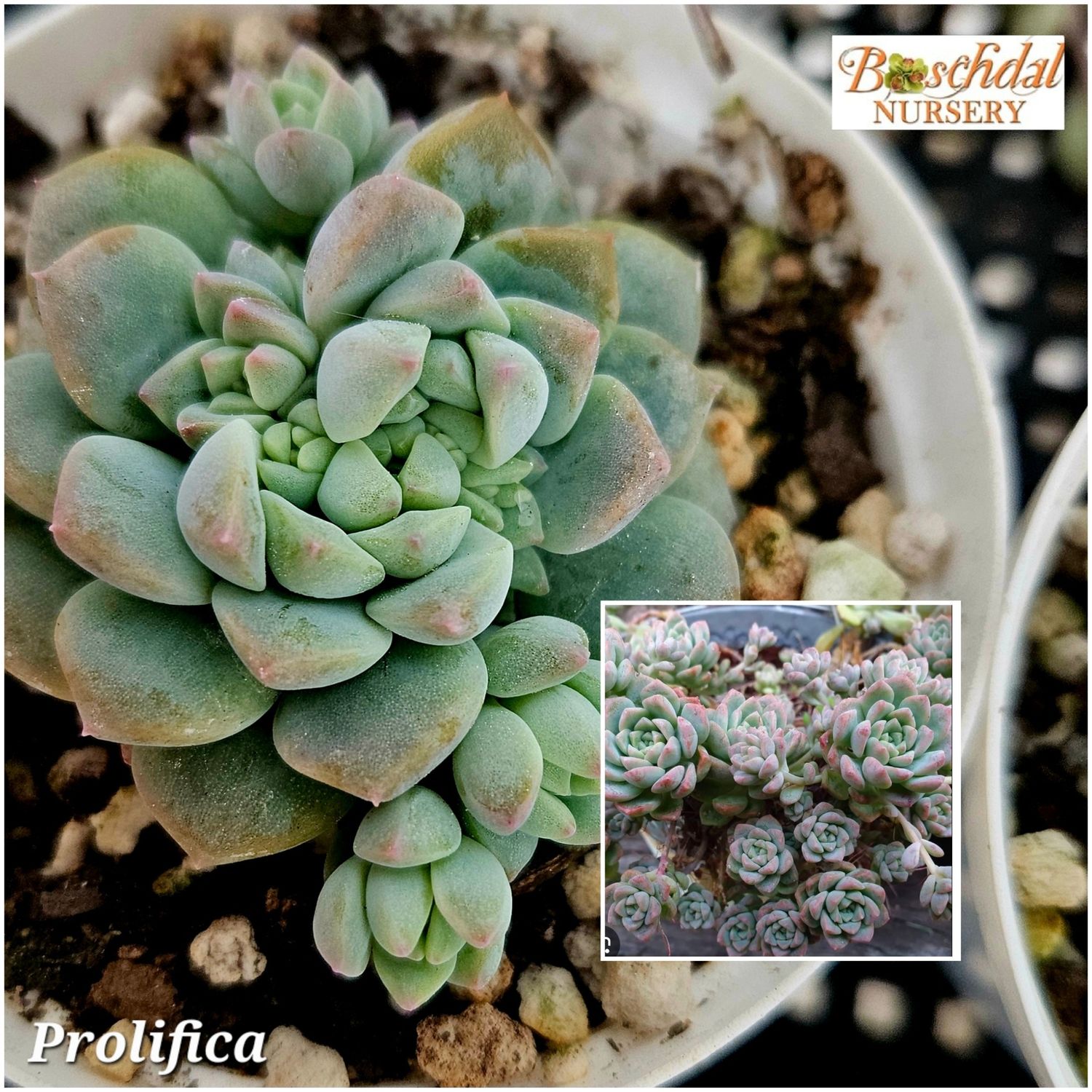 Echeveria Prolifica