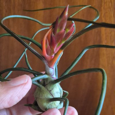 Tillandsia Bulbosa Tillandsia Bulbosa