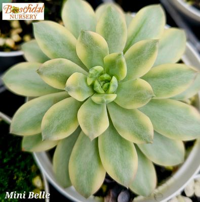 Echeveria Mini Belle variegated Small Echeveria Mini Belle variegated Small