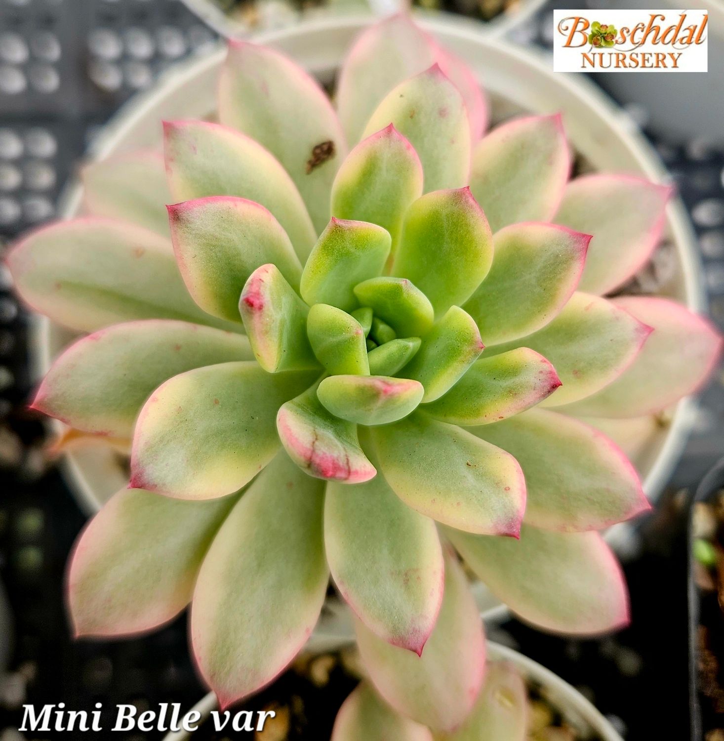 Echeveria Mini Belle variegated Small