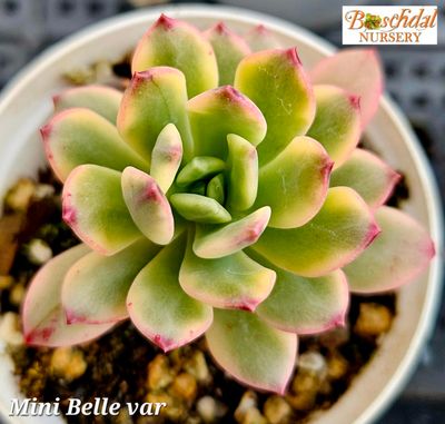Echeveria Mini Belle variegated Small Echeveria Mini Belle variegated Small
