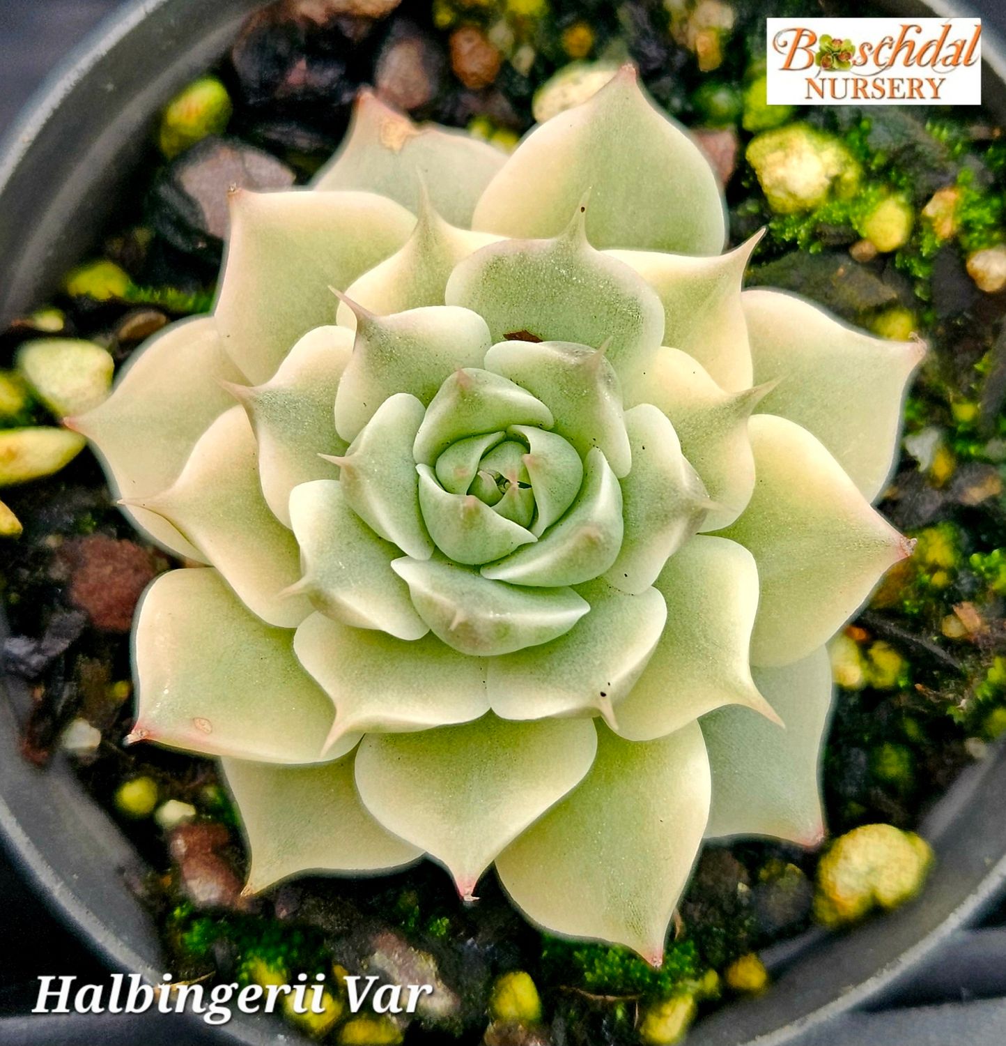 Echeveria Halbingeri Variegated
