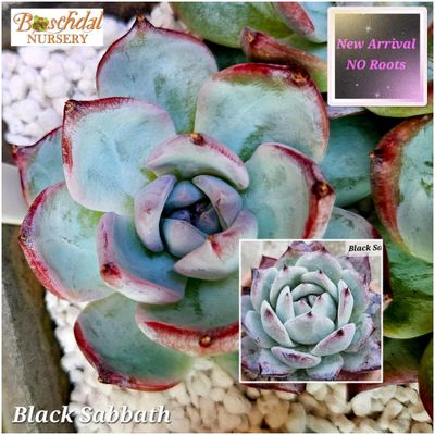 Echeveria Black Sabbath NEW STOCK NO ROOTS