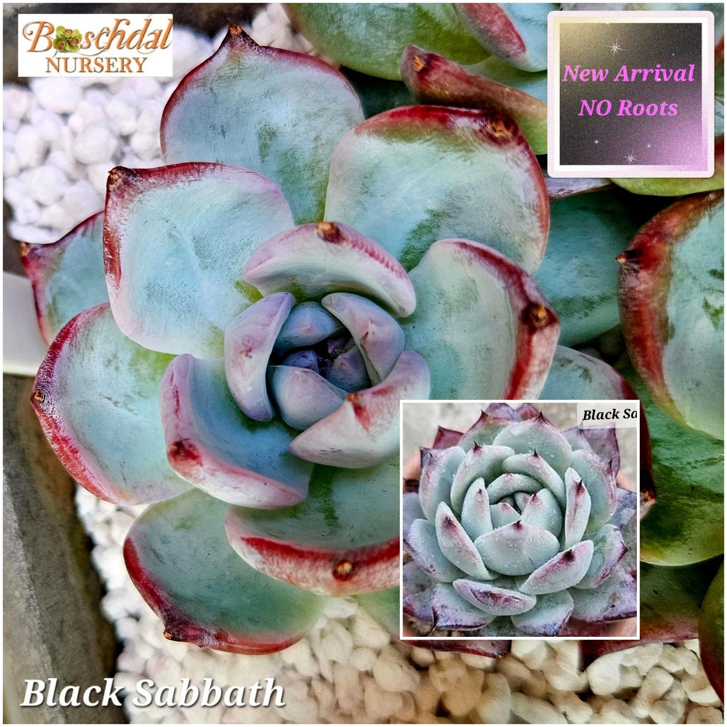 Echeveria Black Sabbath NEW STOCK NO ROOTS