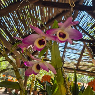 Dendrobium nobile