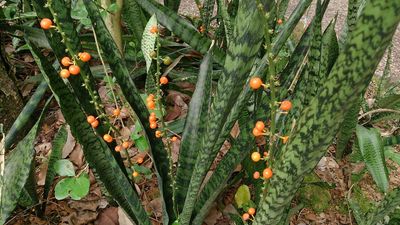 Sansevieria Draceana trifasciata
