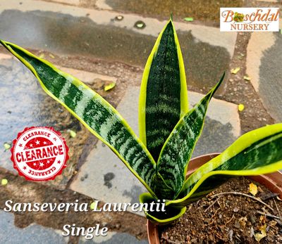 Sansevieria Laurentii 