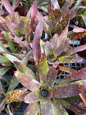 Neoregelia marmorata aztec