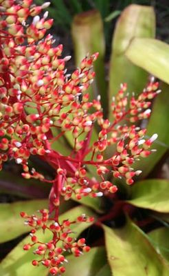 Aechmea shining light