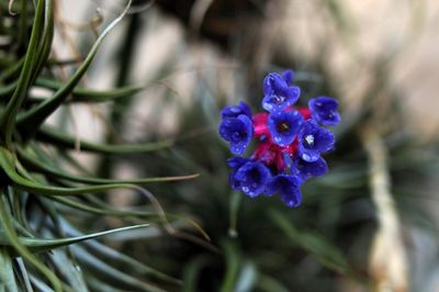 Tillandsia Aeranthos Tillandsia Aeranthos
