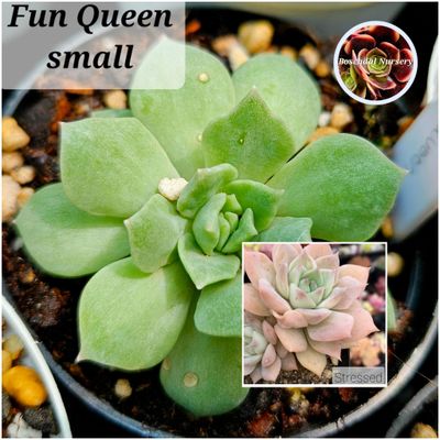 Echeveria Fun Queen Echeveria Fun Queen