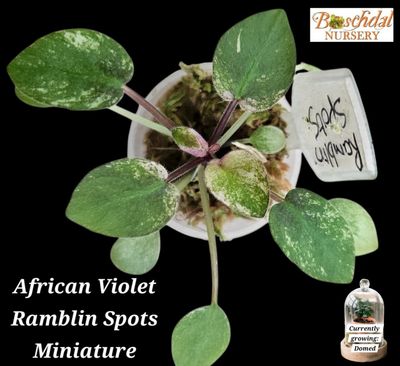 African Violet Ramblin Spots (Variegated Violet) Starter Plant African Violet Ramblin Spots (Variegated Violet) Starter Plant