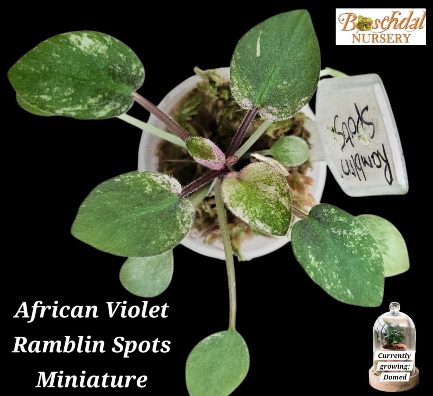 African Violet Ramblin Spots (Variegated Violet) Starter Plant African Violet Ramblin Spots (Variegated Violet) Starter Plant