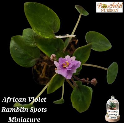 African Violet Ramblin Spots Starter Plant African Violet Ramblin Spots Starter Plant