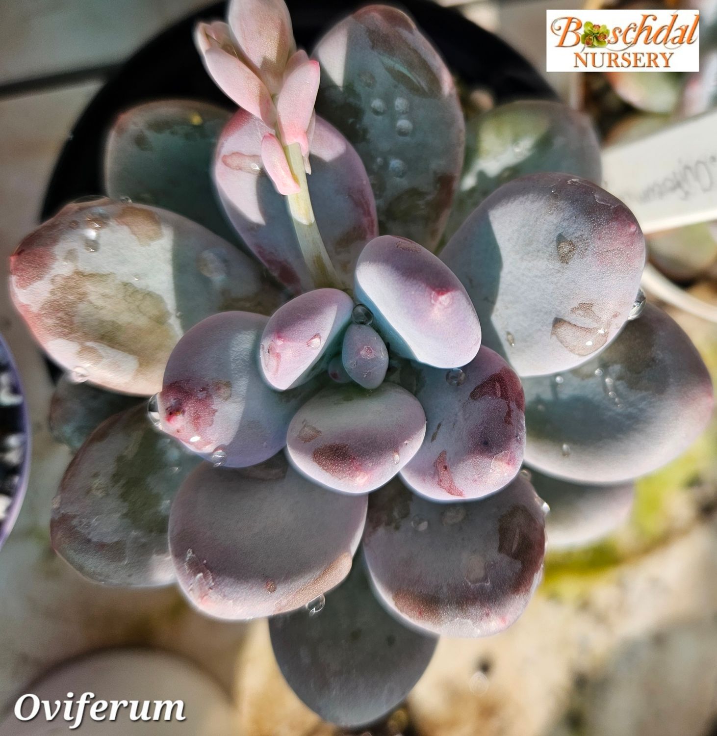 Pachyphytum oviferum CV momobijn Pachyphytum oviferum CV momobijn