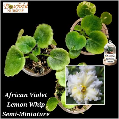 Lemon Whip Starter Plant Lemon Whip Starter Plant