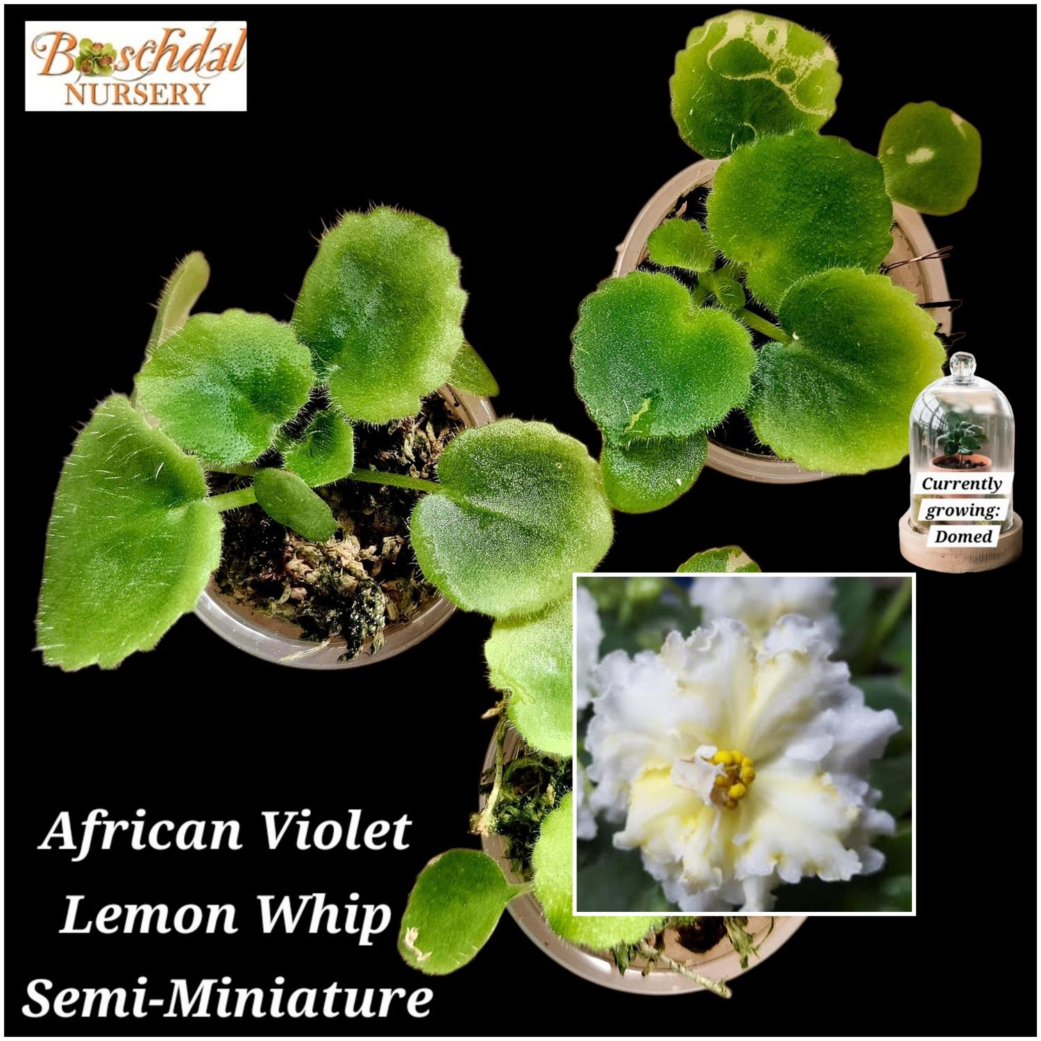 Lemon Whip Starter Plant