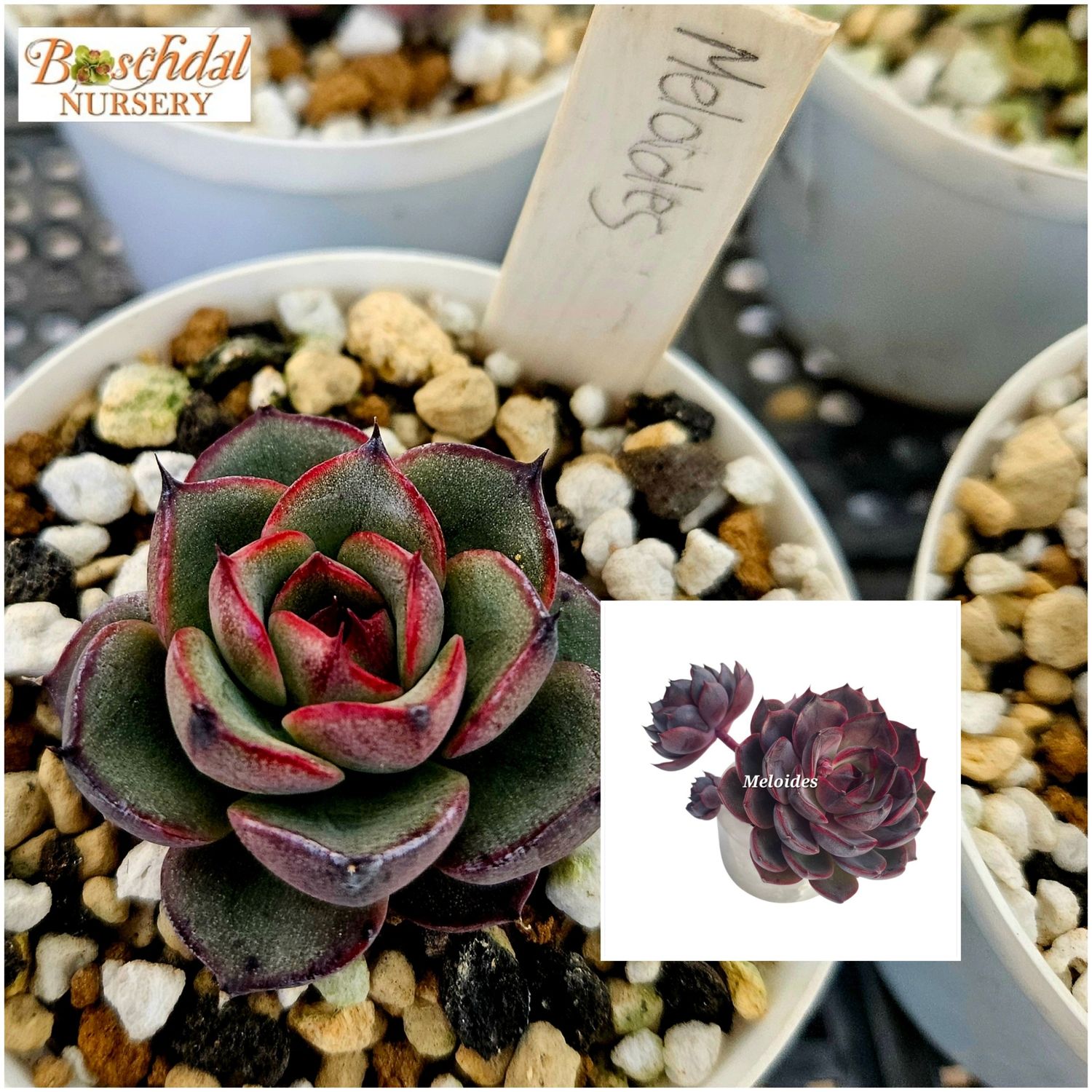 Echeveria Meloides Echeveria Meloides