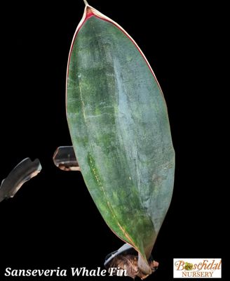 Sansevieria Whales fin
