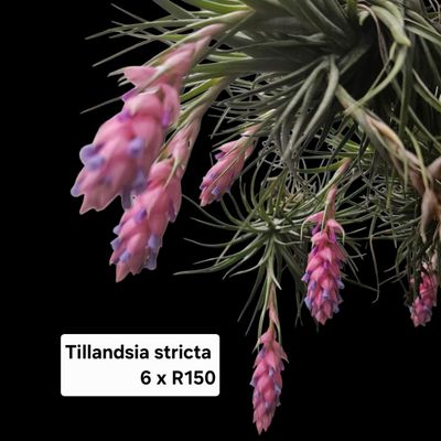 Tillandsia Stricta 