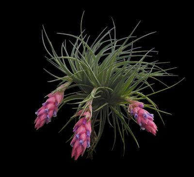 Tillandsia Stricta 