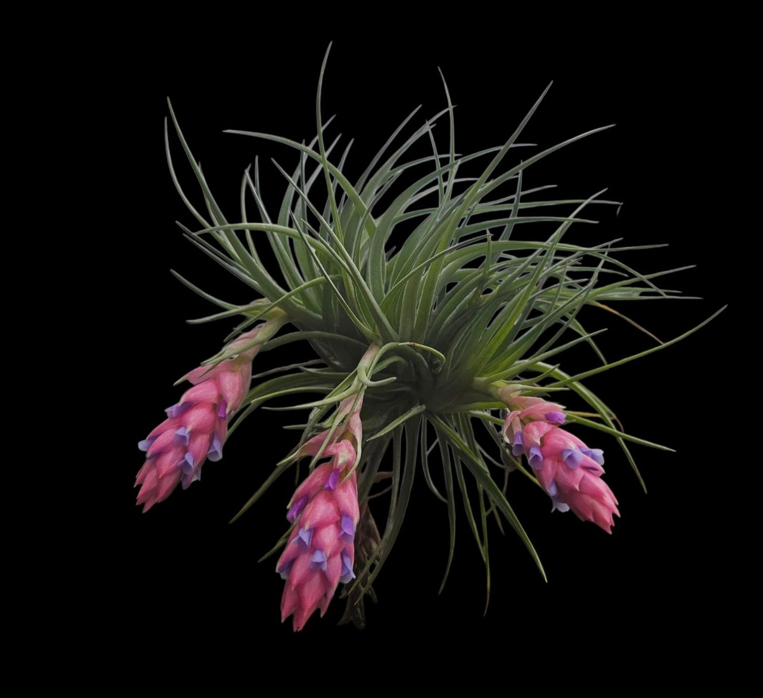 Tillandsia Stricta Tillandsia Stricta