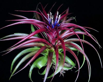 Tillandsia Abdita