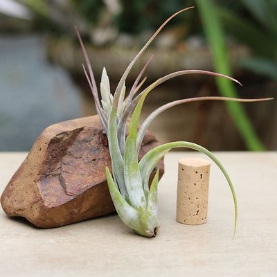 Tillandsia Paucifolia (circinnata)