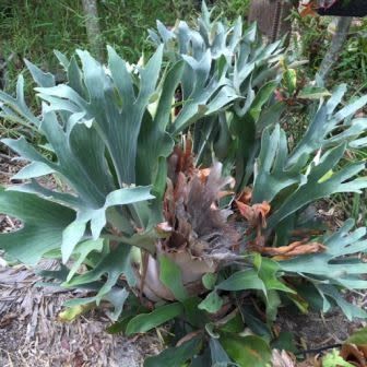 Platycerium Hillii
