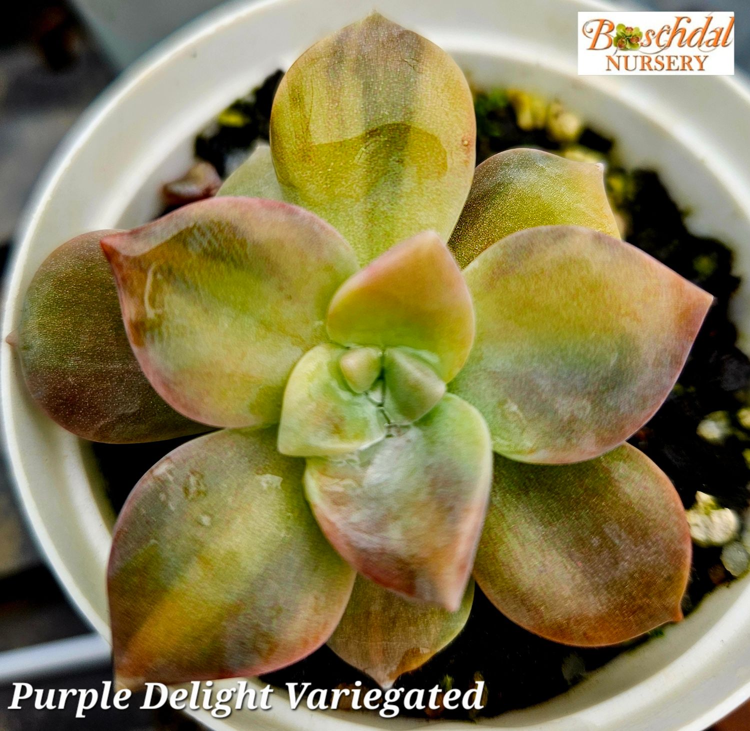Graptopetalum Purple Delight variegated