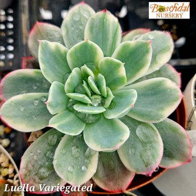 Echeveria Luella Variegated Echeveria Luella Variegated