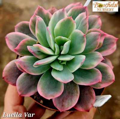Echeveria Luella Variegated Echeveria Luella Variegated