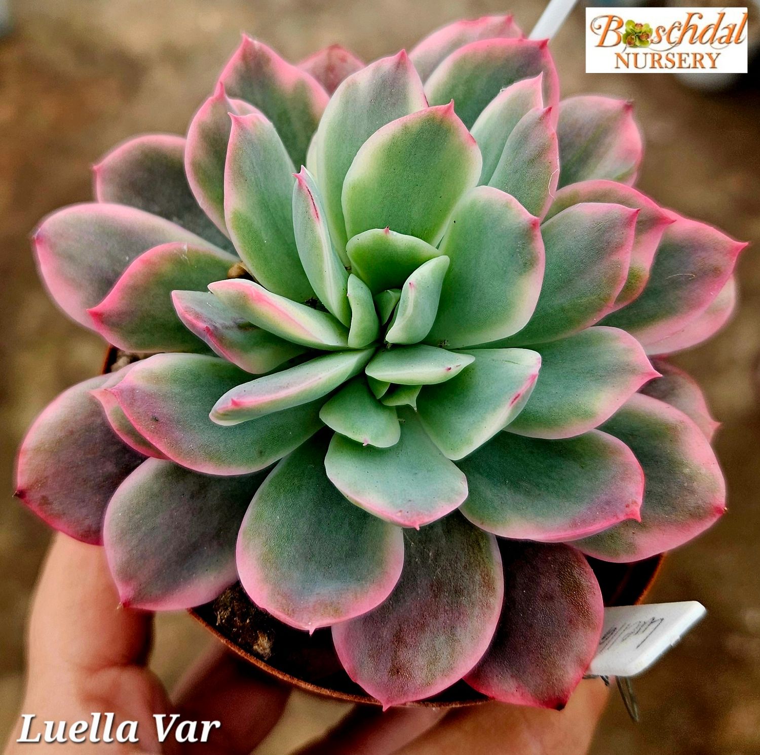 Echeveria Luella Variegated