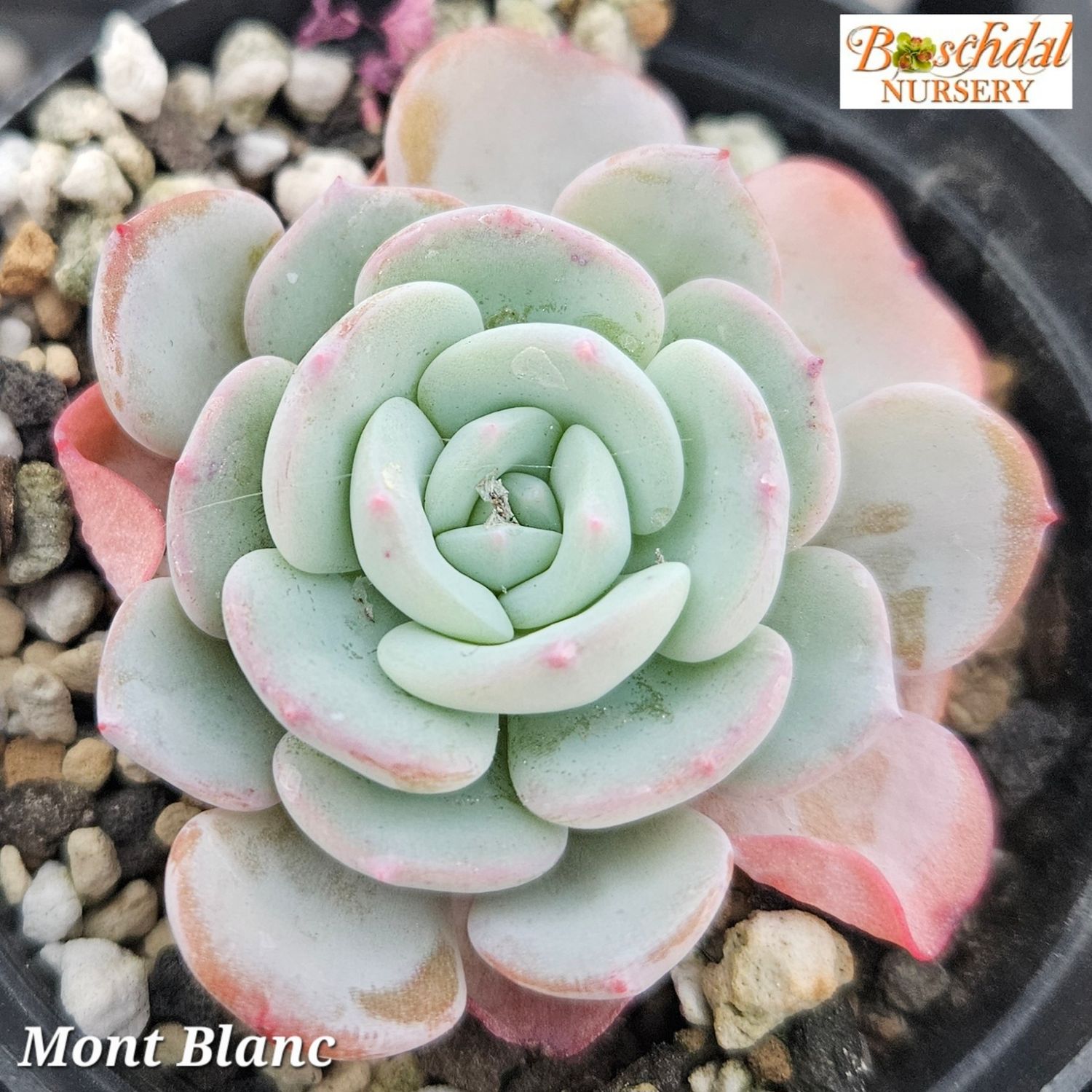 Echeveria Mont Blanc Echeveria Mont Blanc