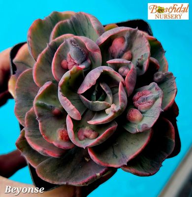 Echeveria Beyonse Echeveria Beyonse