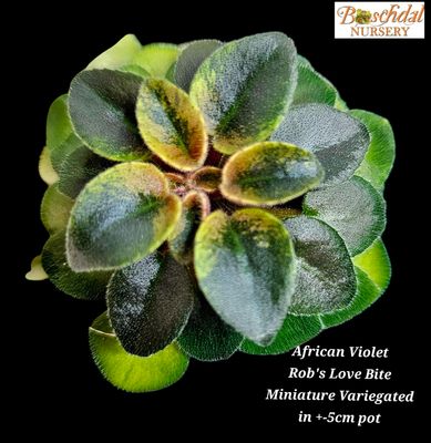 African Violet Rob's Love Bite (variegated miniature trailer) Starter Plant African Violet Rob's Love Bite (variegated miniature trailer) Starter Plant