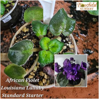 Louisiana Lullaby Starter Plant Louisiana Lullaby Starter Plant