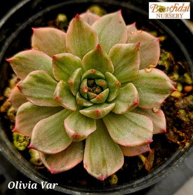 Echeveria Olivia Variegated
