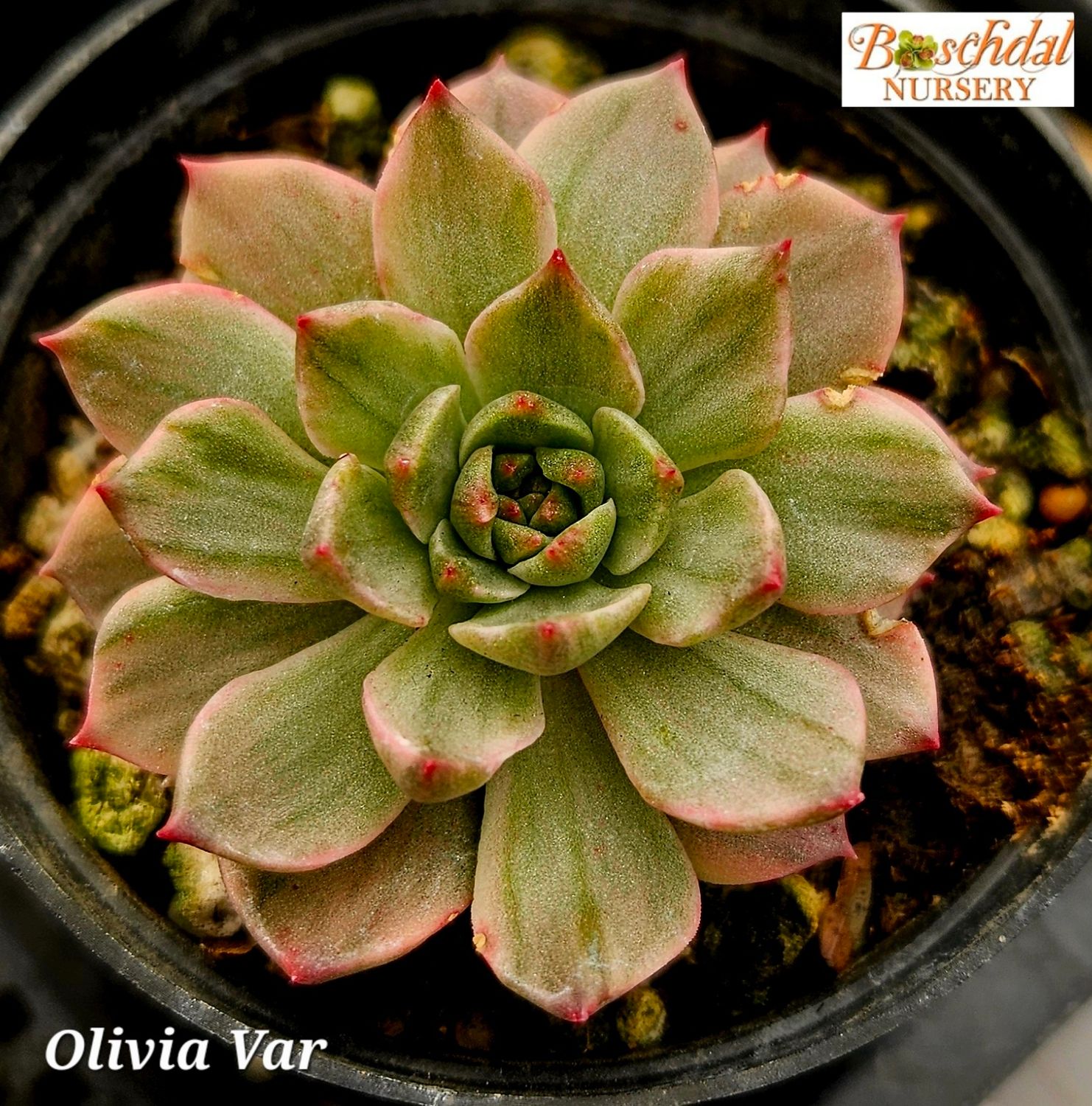 Echeveria Olivia Variegated