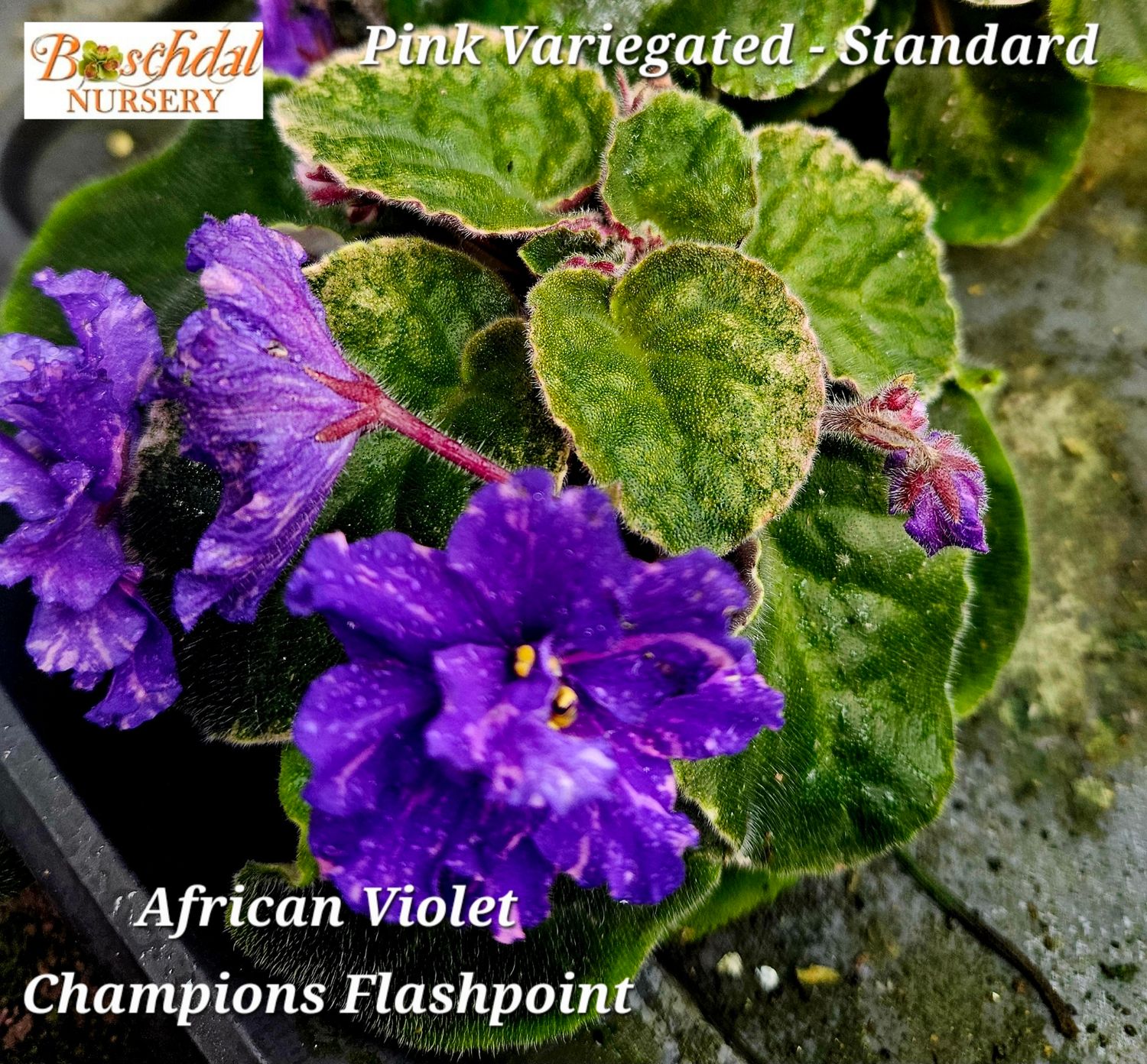 Champion's Flash Point (Pink variegation) Starter Plant Champion's Flash Point (Pink variegation) Starter Plant