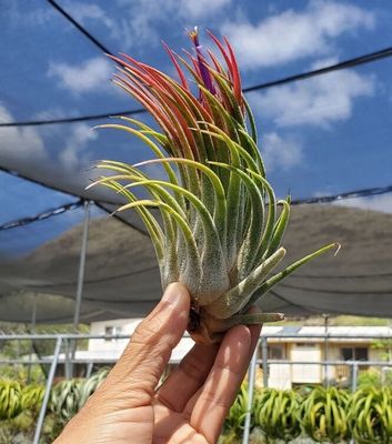 Tillandsia Tina Parr Tillandsia Tina Parr