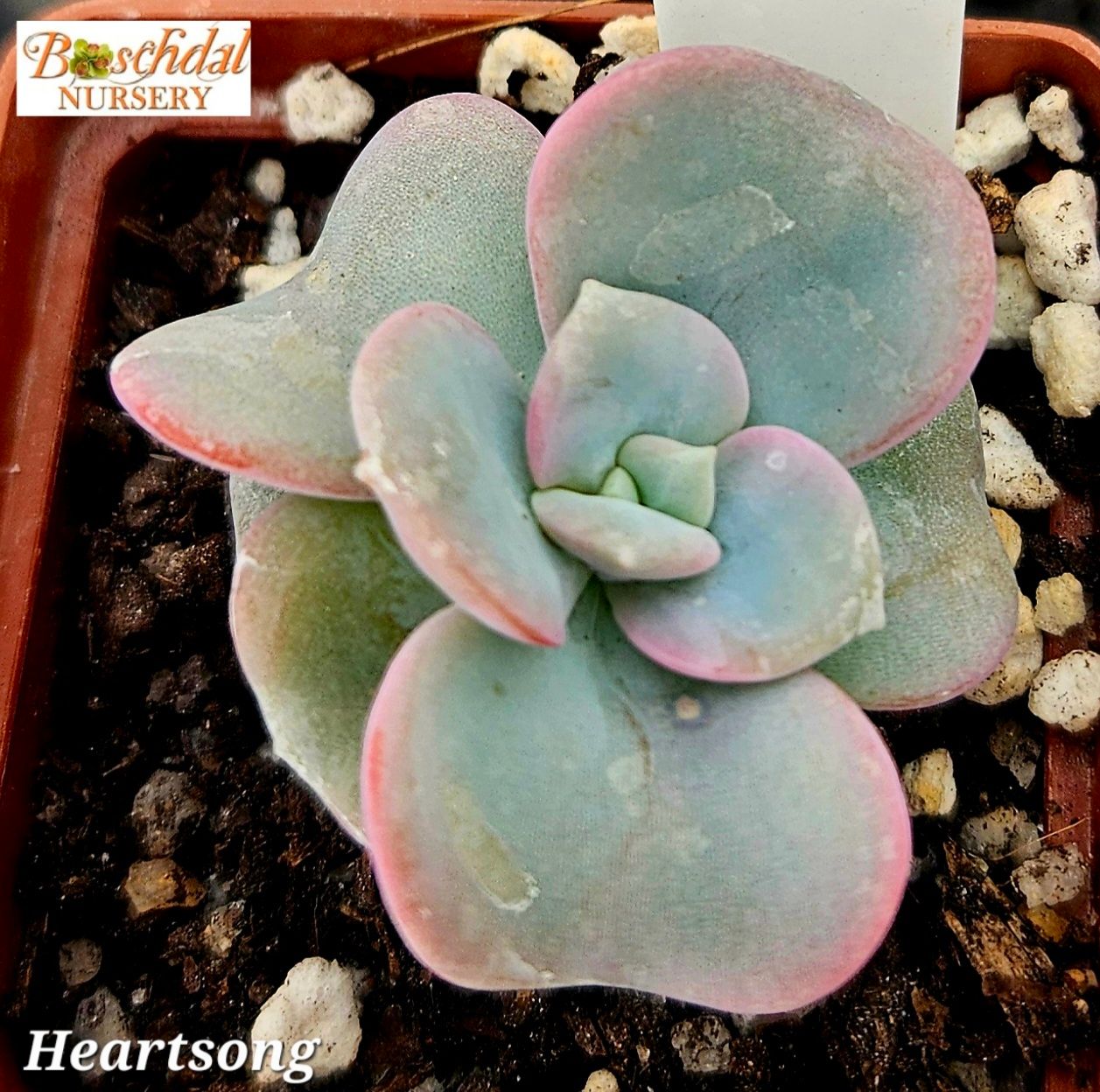 Echeveria Heart Song