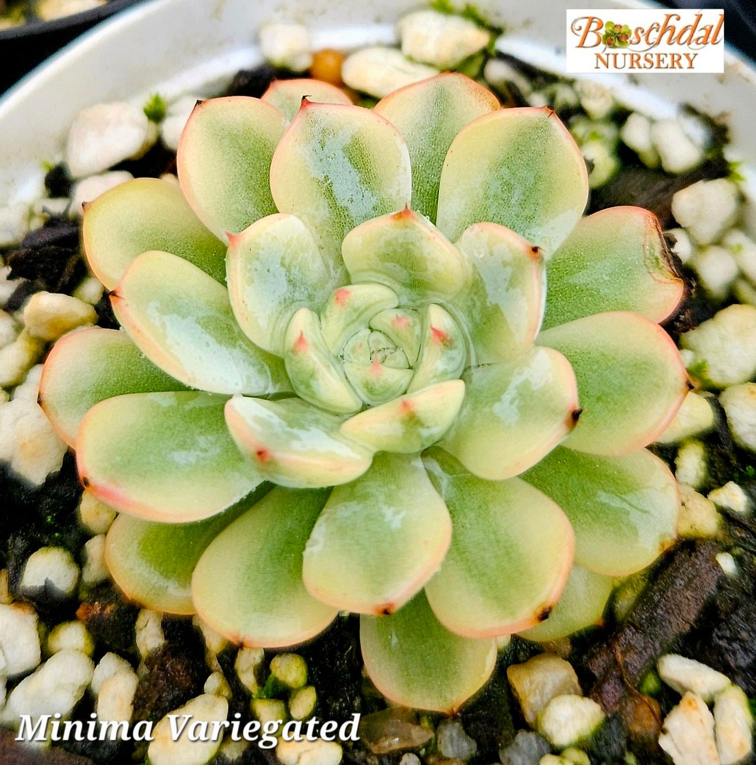 Echeveria Minima Variegated (white minima)