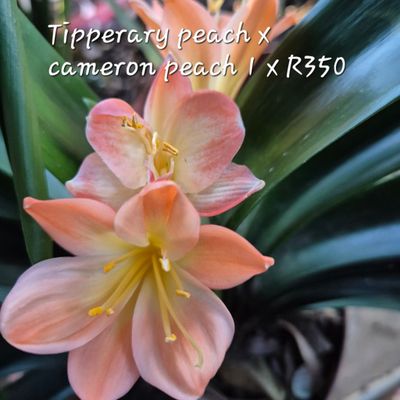 Tipperary peach x Cameron peach