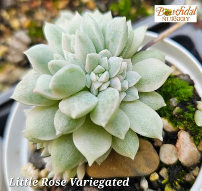 Echeveria Little Rose Variegated