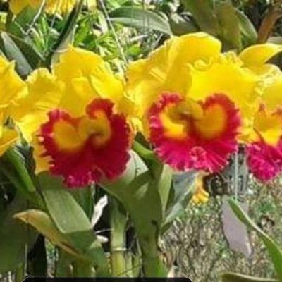 RLC Thongsupran gold