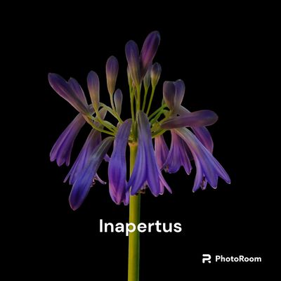 Agapanthus Inapertus