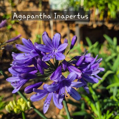 Agapanthus Inapertus Agapanthus Inapertus